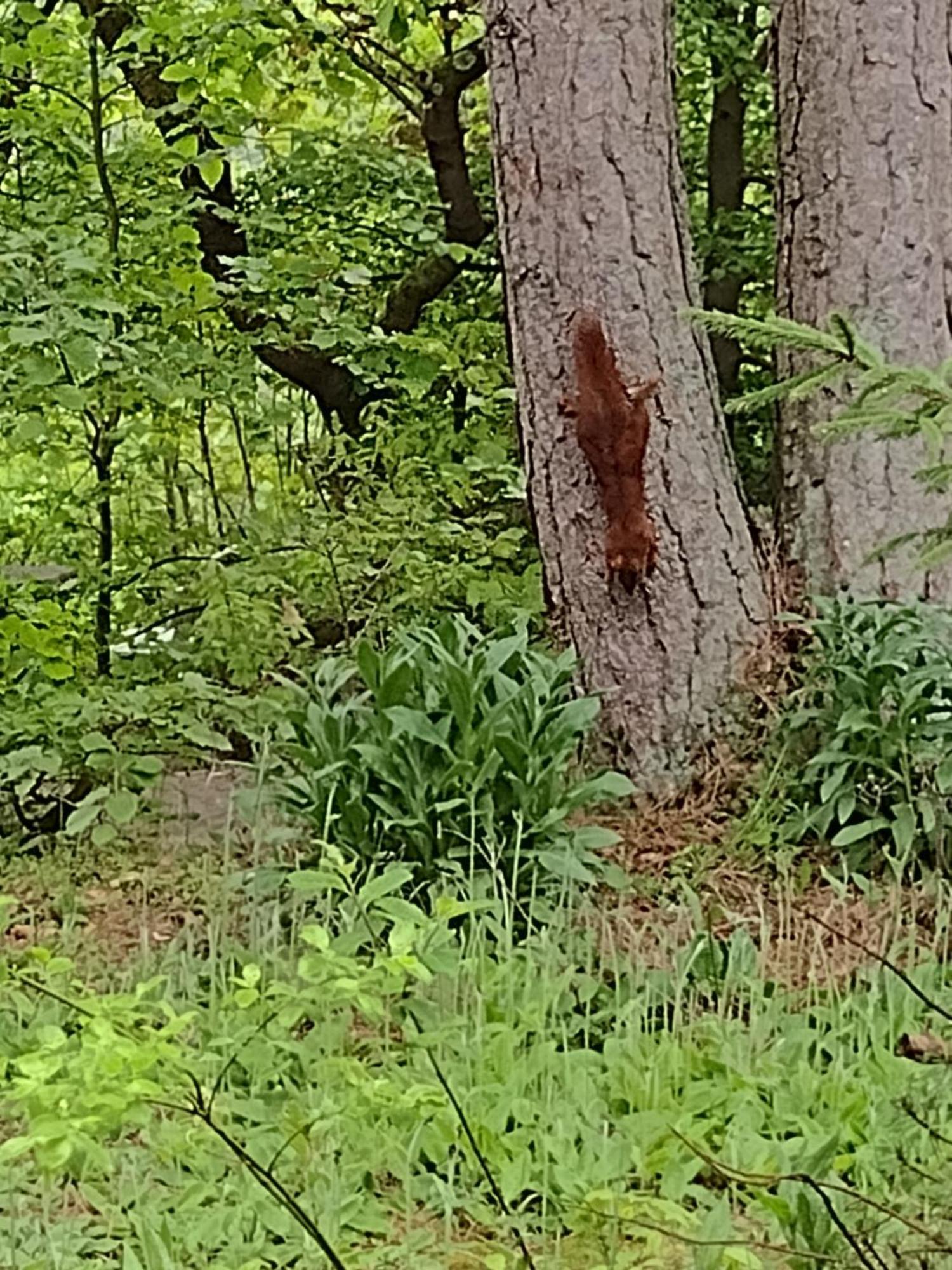דירות Osterode am Harz Olifant In Osterode מראה חיצוני תמונה